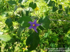 Solanum paludosum