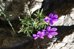 Viola dubyana
