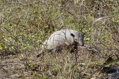 Euphractus sexcinctus