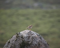 Lullula arborea