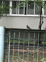 Turdus pilaris