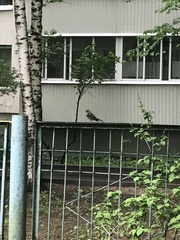 Turdus pilaris