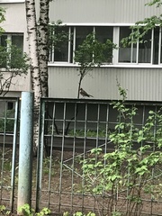 Turdus pilaris