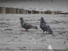 Columba livia domestica