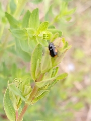 Cryptocephalus moraei