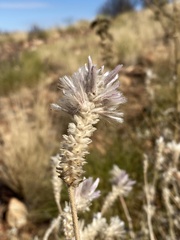 Ptilotus sessilifolius