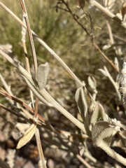 Ptilotus sessilifolius