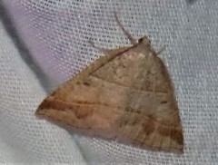 Petrophora subaequaria