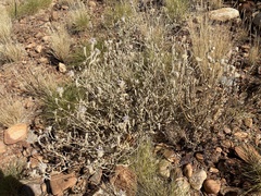 Ptilotus sessilifolius