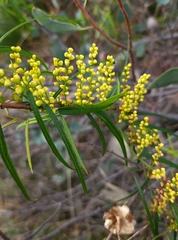Dioscorea hastifolia