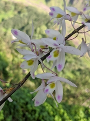 Dendrobium amoenum