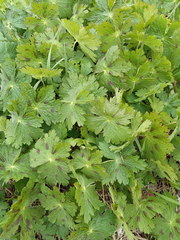 Geranium phaeum