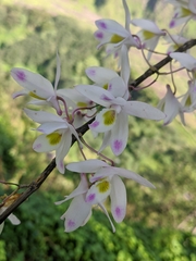 Dendrobium amoenum