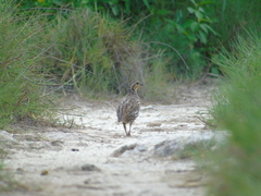 Colinus nigrogularis