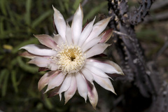 Peniocereus greggii greggii