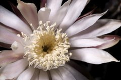 Peniocereus greggii greggii