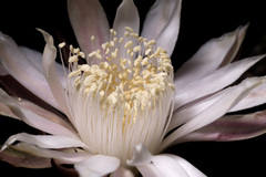 Peniocereus greggii greggii