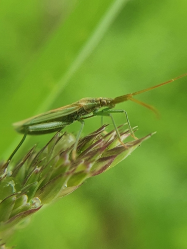 Grass bug photo 5