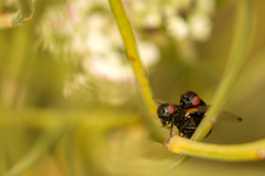 Ulidia apicalis