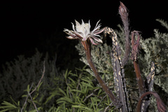 Peniocereus greggii greggii