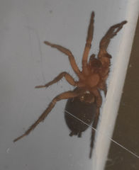 Gnaphosa sericata