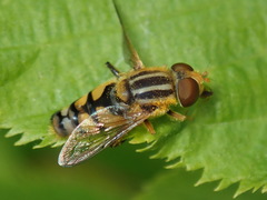 Parhelophilus integer