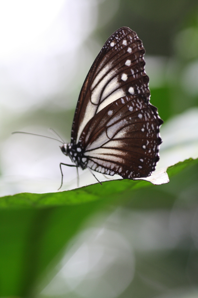 Elymnias ceryx