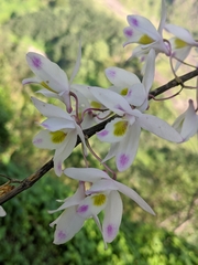 Dendrobium amoenum