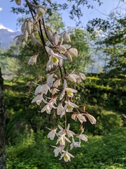 Dendrobium amoenum
