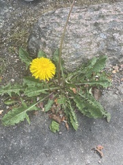 Taraxacum