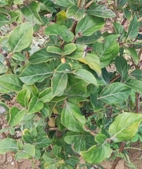 Magnoliopsida
