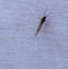 Leptophlebia cupida