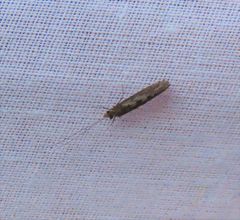 Hydropsyche occidentalis