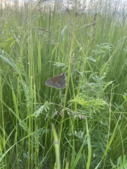 Coenonympha california