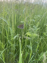 Coenonympha california