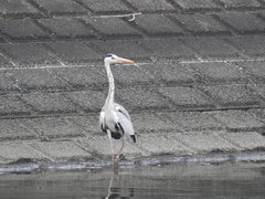 Ardea cinerea
