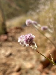 Ptilotus schwartzii