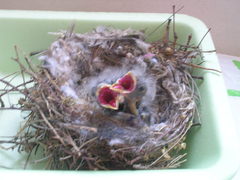 Passeriformes