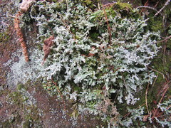 Stereocaulon paschale