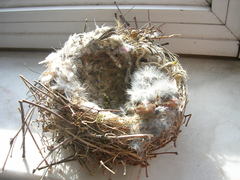 Passeriformes