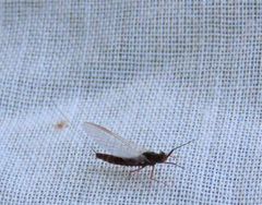 Leptophlebia cupida
