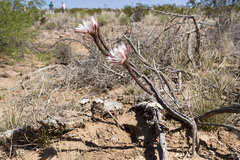 Peniocereus greggii greggii