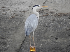 Ardea cinerea