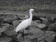 Egretta garzetta