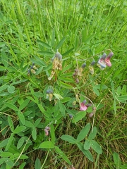 Lathyrus linifolius