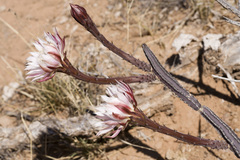 Peniocereus greggii greggii