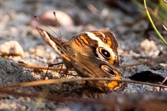 Junonia coenia coenia