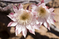 Peniocereus greggii greggii