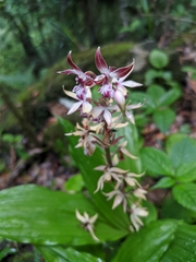 Calanthe brevicornu
