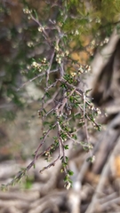 Cryptandra myriantha